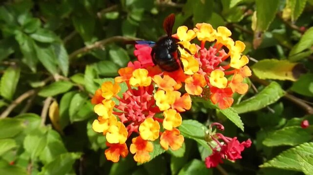 Xylocopa violacea, Violet carpenter bee on yellow, orange and red flowers of Lantana moved by wind on hot summer weather - close-up, slow motion. Topics: protected insect, Mediterranean vegetation