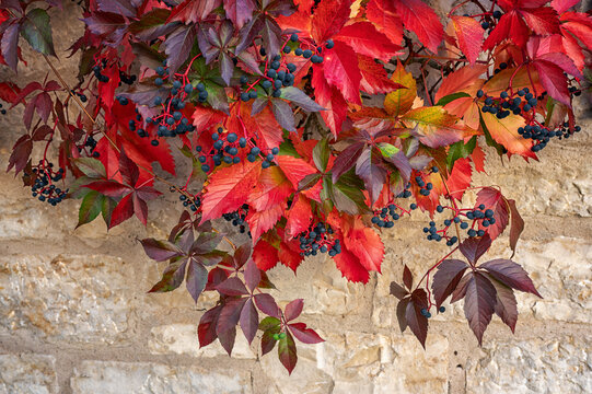 Wilder Wein im Herbst an einer Hausmauer 798623