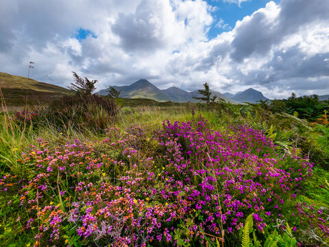 Purple Heather Beneath the Cuillin Mountains on the Isle of Skye