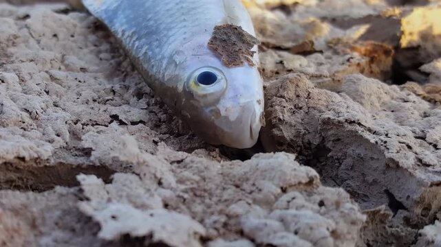 Close-up of a dead fish lying on cracked ground caused by a severe drought.
