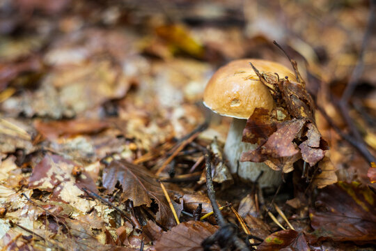  Fresh Boletus edulis or king bolete mushroom hidden in fall foliage.