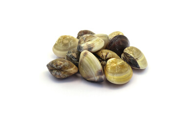 Closed up fresh baby clams. venus shell. shellfish. carpet clams. short necked clams. as raw food from the sea are the seafood ingredients. fresh clams isolated on white background © Pisan