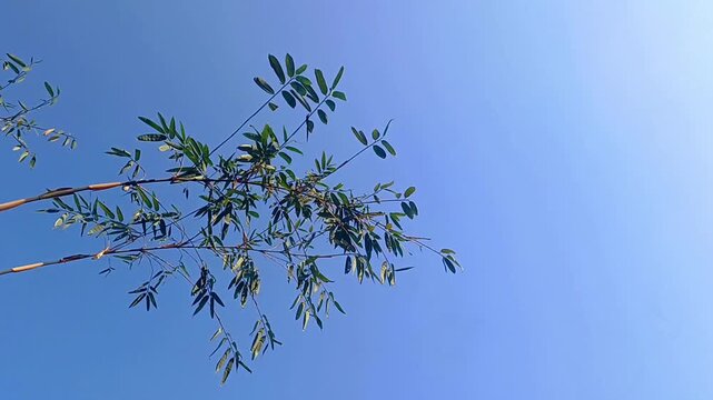 branches of a tree against blue sky