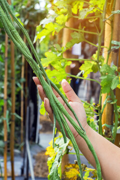 Farmer hand holding fresh long beans growing on bamboo trellis in organic vegetable farm. Woman hands holding and inspecting long beans or yardlong beans growing on bamboo stakes in vegetable garden.