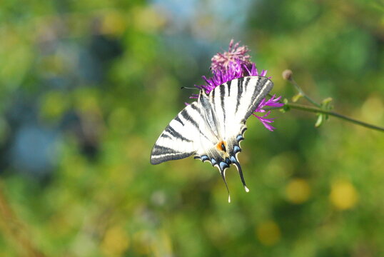 Tiger swallowtail 