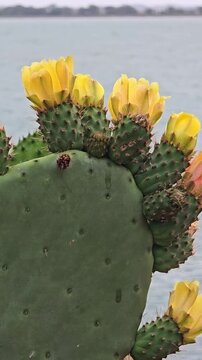 Beautiful yellow flowers of a prickly pear cactus, also known as Opuntia or Barbary fig, gently swaying in the wind with a serene sea and distant coastline visible in the background