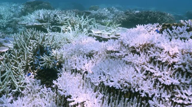 Close-up of coral bleaching on the Great Barrier Reef, a consequence of climate change and the climate crisis.