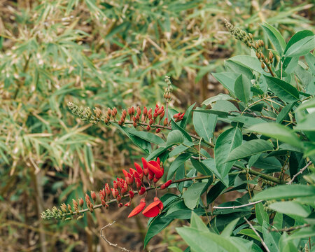 Vibrant Red Erythrina Variegata Flower Blooming Amidst Green Leaves