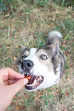 Close vertical point of view of an eager lillac Border Collie opening its mouth to take a small reward from a person outdoors during his obedience work