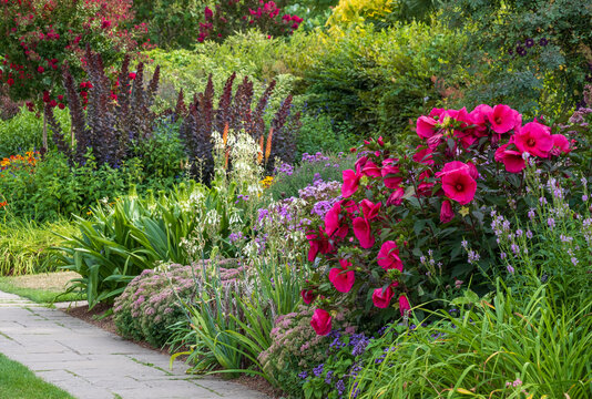 Stunning, colourful mixed flower border at Wisley garden, Surrey UK. The extensive flower beds are planted mainly wtih perennial plants.