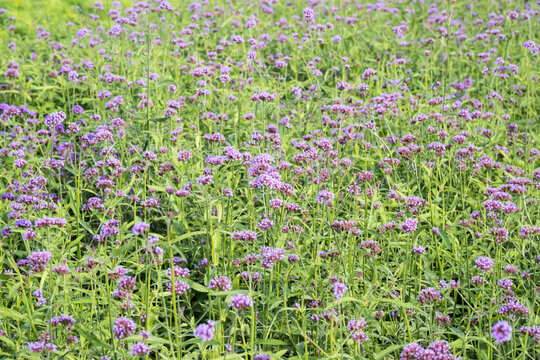 Beautiful Brazilian Verbena (Verbena brasiliensis) flowers.
