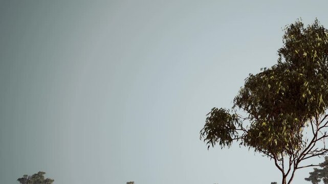 A tall tree is visible against a clear blue sky during daytime. There are no clouds in the sky, and the scene shows a simple natural landscape.