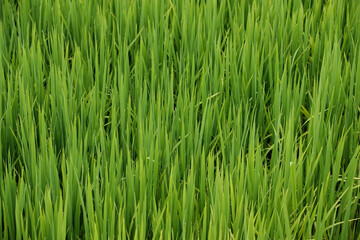 Fototapeta premium Clean minimalist texture of vibrant young green rice plants background