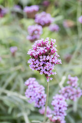 Fototapeta premium Beautiful Brazilian Verbena (Verbena brasiliensis) flowers.