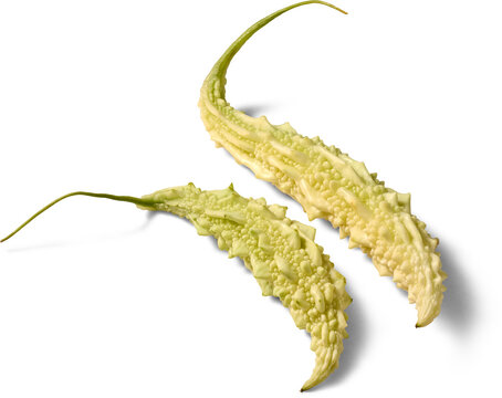 two pale bitter melons isolated white background, bumpy warty skin and long thin stems fresh raw vegetable with shadow