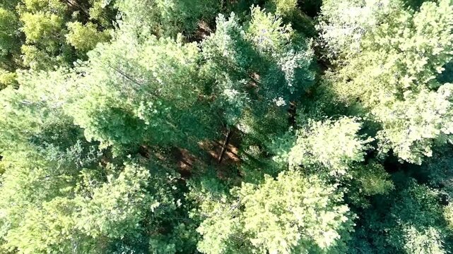 Drone footage rotates above a dense woodland landscape, revealing lush green treetops, shaded forest ground, fallen branches, and dead trees within the natural environment.