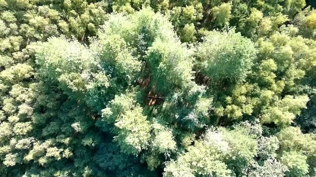 Drone footage rotates above a dense woodland landscape, revealing lush green treetops, shaded forest ground, fallen branches, and dead trees within the natural environment.
