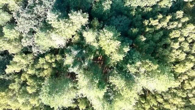 Drone footage rotates above a dense woodland landscape, revealing lush green treetops, shaded forest ground, fallen branches, and dead trees within the natural environment.