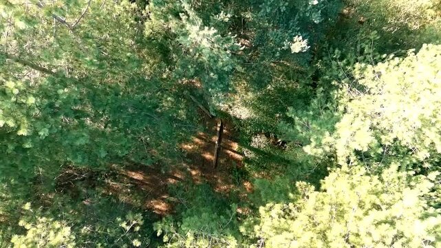 Drone footage rotates above a dense woodland landscape, revealing lush green treetops, shaded forest ground, fallen branches, and dead trees within the natural environment.