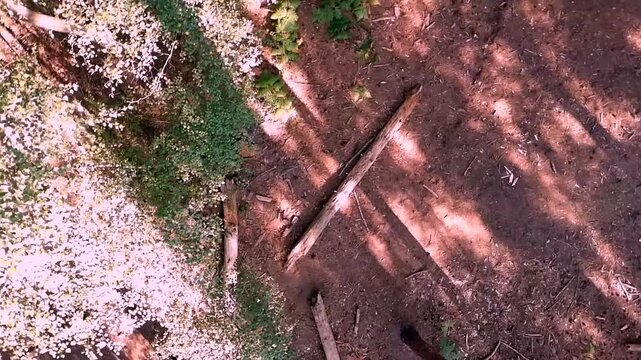 Drone footage rotates above a dense woodland landscape, revealing lush green treetops, shaded forest ground, fallen branches, and dead trees within the natural environment.