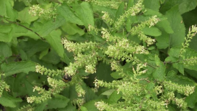 Wood sage (Teucrium scorodonia) featuring pale yellowish-green flowers actively visited and pollinated by bumblebees in daylight. Ideal for botanical and wildlife projects.