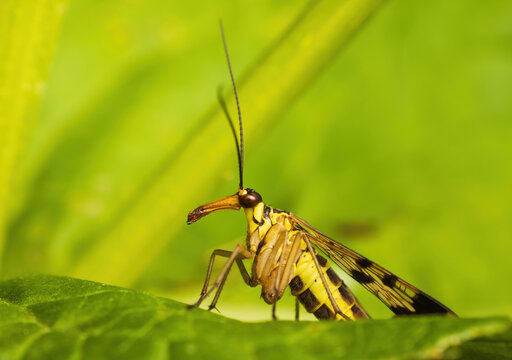 Macro of a female common scorpionfly (Panorpa communis) resting on a vivid green leaf in its natural habitat