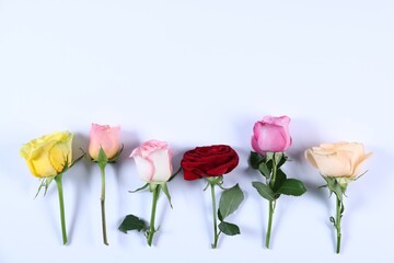 Obraz premium Many colorful roses with green leaves on white background, flat lay. Space for text