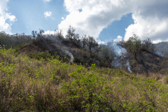 Caracas, Venezuela. Forest fire in the mountains
