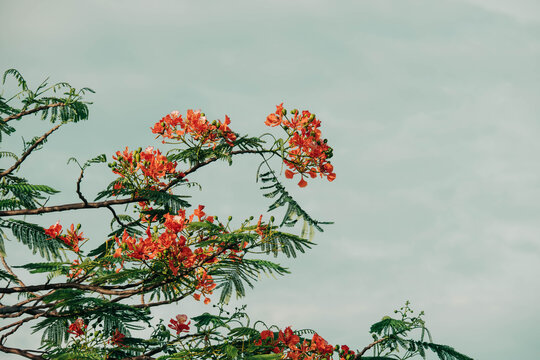 Vibrant Flamboyant Tree Blossoms Against Cloudy Sky