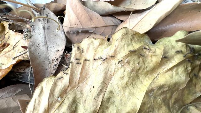 Colony of Black Ants Crawling Over Dry Brown Leaves on the Forest Floor in Macro Close-Up