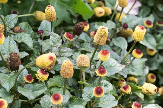Beautiful Toothache plant (Acmella oleracea) flowers.