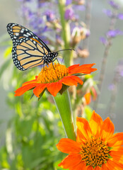 Side view of a monarch butterfly (danaus plexippus) feeding in a garden on a Mexican torch (tithonia) sunflower.  © Corry Anne