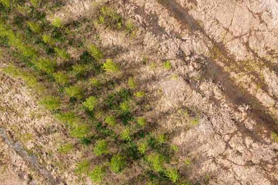 Aerial view of Jabucki Rit showing a mix of young green trees and dry, textured agricultural land in Padinska Skela, Vojvodina, Serbia.