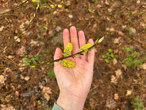 hand with a flower