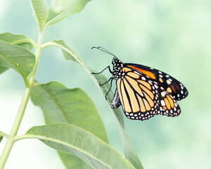 Side view of a female monarch butterfly (danaus plexippus) laying eggs on a milkweed plant © Corry Anne