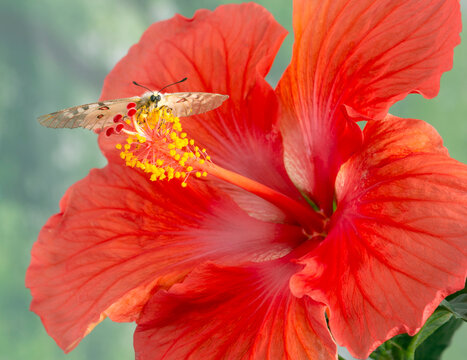 Clodius Parnassian (apollo) butterfly resting on the stamen of a red hibiscus flower