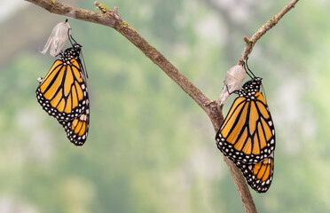 Macro of a newly emerged pair of monarch butterflies / danaus plexippus hanging from their chrysalis,  drying their wings. Side view on a natural green background. © Corry Anne