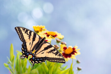 Macro of a Western tiger swallowtail butterfly (papilio rutulus) feeding on coreopsis flowers. Top view with wings spread open on a blue bokeh background. © Corry Anne