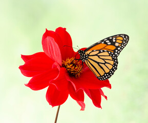 A monarch butterfly (danaus plexippus) feeding on a vibrant red dahlia flower. On a green background. © Corry Anne