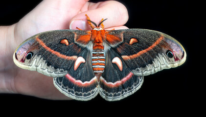 Top side of a female cecropia (Hyalophora cecropia) silk moth on a branch with wings spread, on a black background. © Corry Anne
