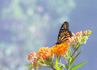 Macro of a monarch butterfly (danaus plexippus) feeding on a milkweed (asclepias tuberosa) flower. Natural bokeh background. © Corry Anne