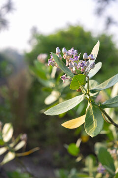 Close up of purple flowers of the Giant milkweed in Sri Lanka