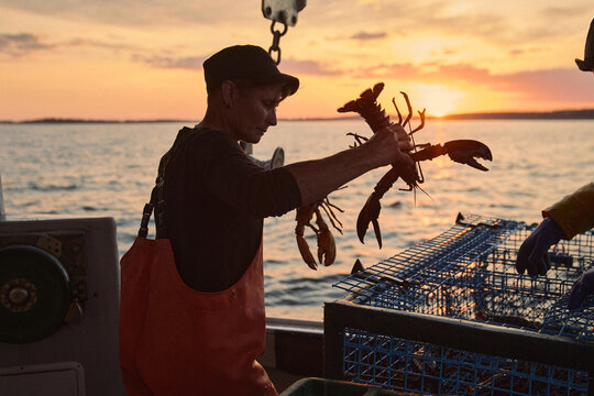 Fishermen pulling lobster from traps on a boat at sunset in open water