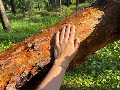 fallen tree in the forest after a bad weather