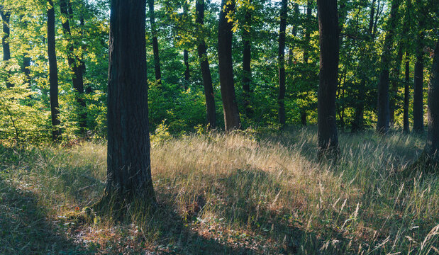 Hohes trockenes Gras im Eichenwald am Morgen