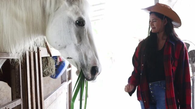 Asian woman meticulously feeds white coated horses fresh grass inside stable ensuring health and well being reflects the lifestyle professional equestrian beautiful bond between humans and animals.
