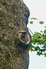 Pilz wächst aus einem Astloch einer alten Eiche © Helmut Scheuer