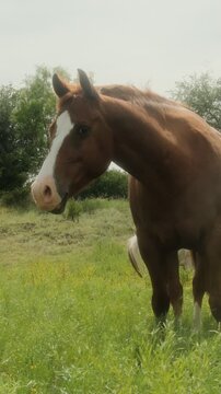Sorrel quarter horse in Texas summer field on windy day outdoors.