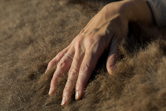 Woman's hand touches a donkey's wool