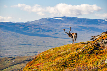 Autumn landscapr in Abisko national park in north of Sweden. © Conny Sjostrom
